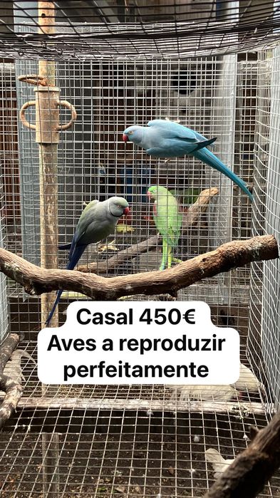 Ring necks 2022 e 2019