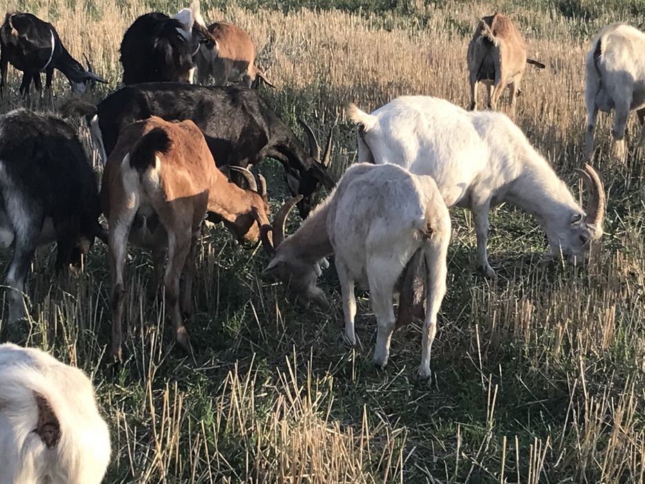 Продам козликов