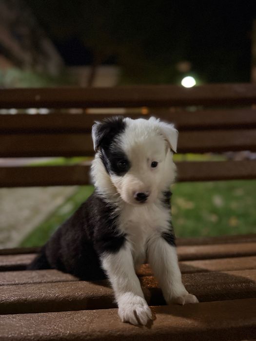 Border collie macho