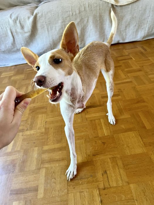 Cadela porte pequeno - URGENTE