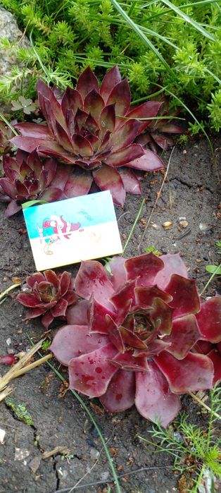 Молодило 8 сортов.Ирис карлик