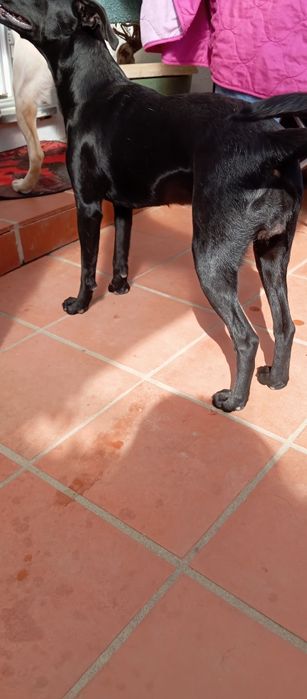 Kael a nossa partuda de 1 ano.   Urgente