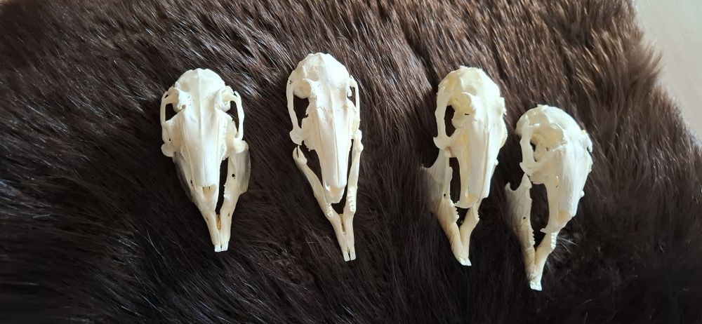 4 czaszki z krolikow