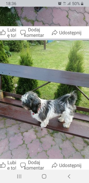 Zaginął pies shithtzu