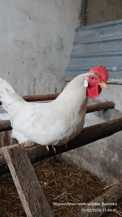 Młode koguty z własnego gospodarstwa