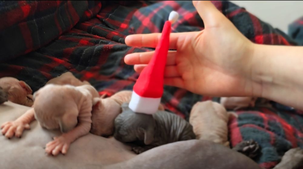 Przepiękny kot sfinks niebieskie oczka