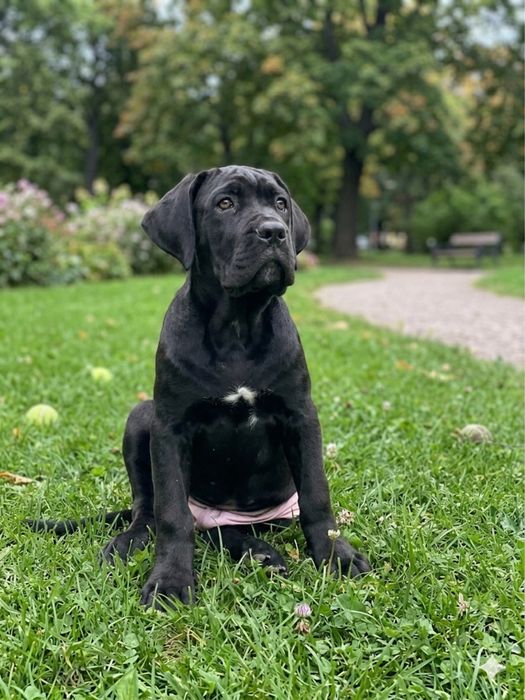 Кане Корсо продам цуценя