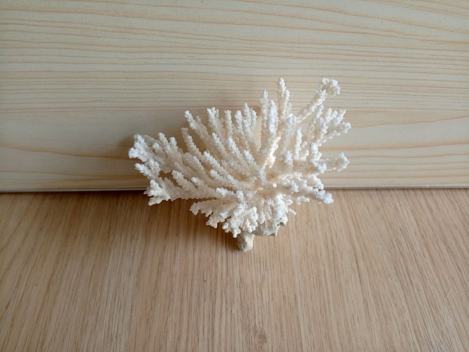Коралловый куст для аквариума