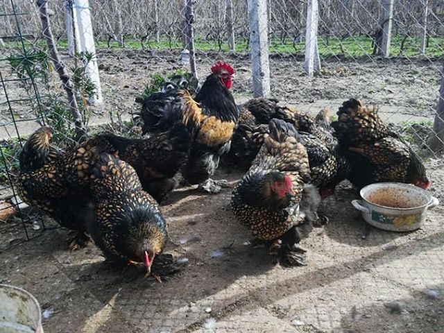 Яйце для інкубації, курчата, Кохінхін – блакитний, лавандовий, золото.