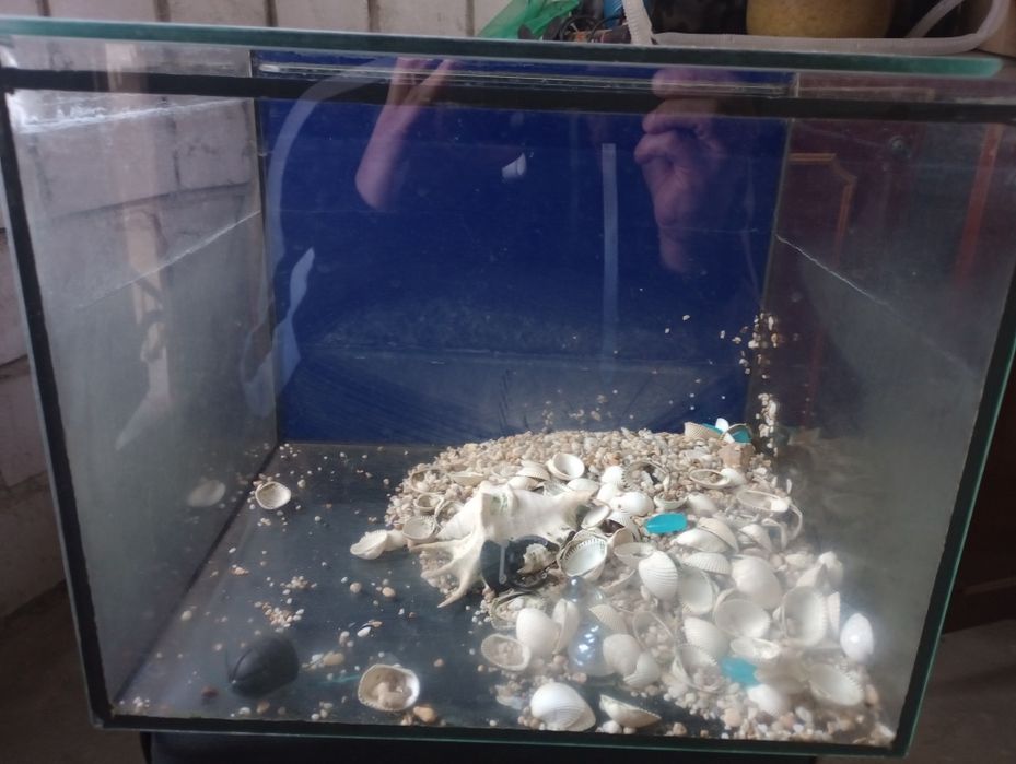 Акваріум. Цілий.