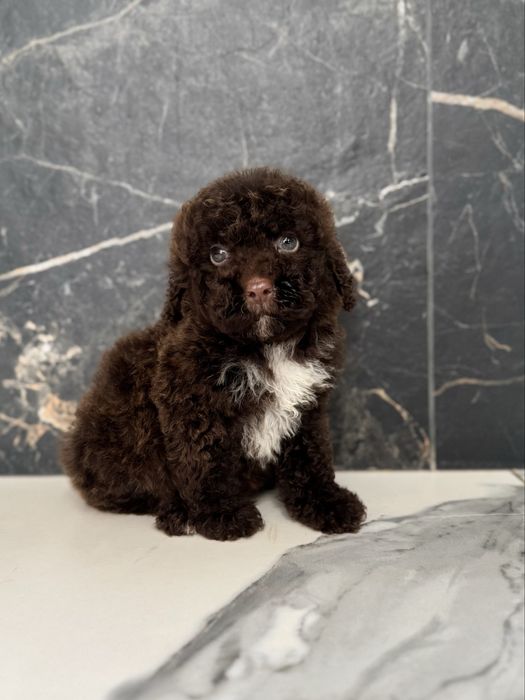 Шоколадний хлопчик мальтіпу. Ми в Луцьку