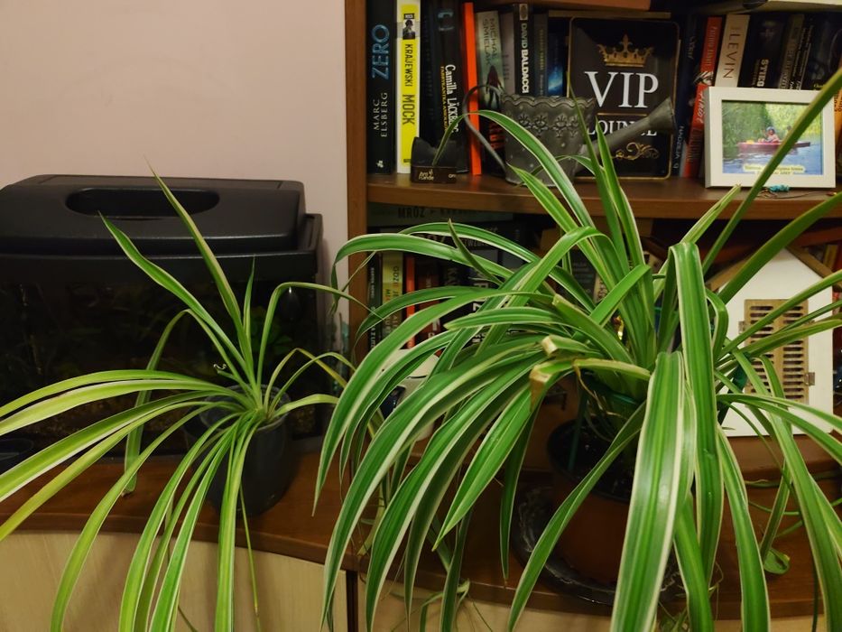 Dorosłe, sadzonki zielistki 3 szt