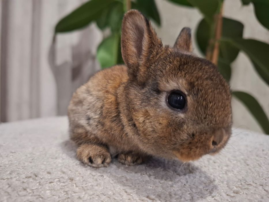 Króliczek miniaturka karzełek rex Orange niebieski  królik