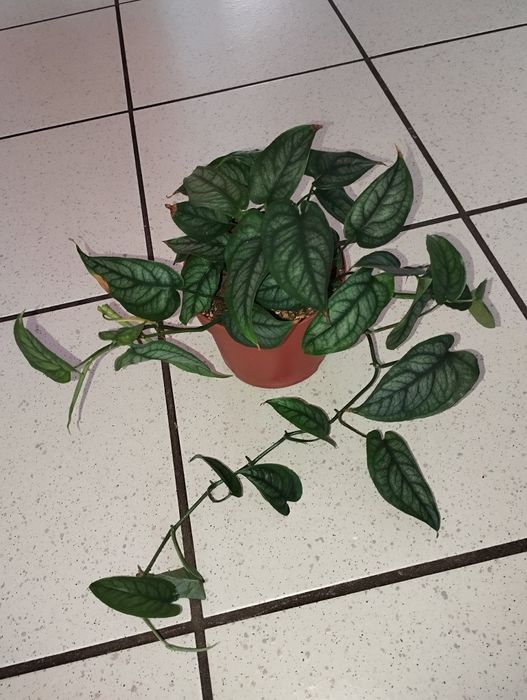 Monstera siltepecana w doniczce.