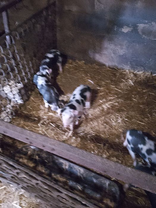 Продам поросят петрен