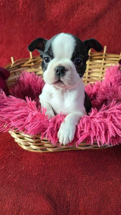Boston terrier  zapowiedź miotu