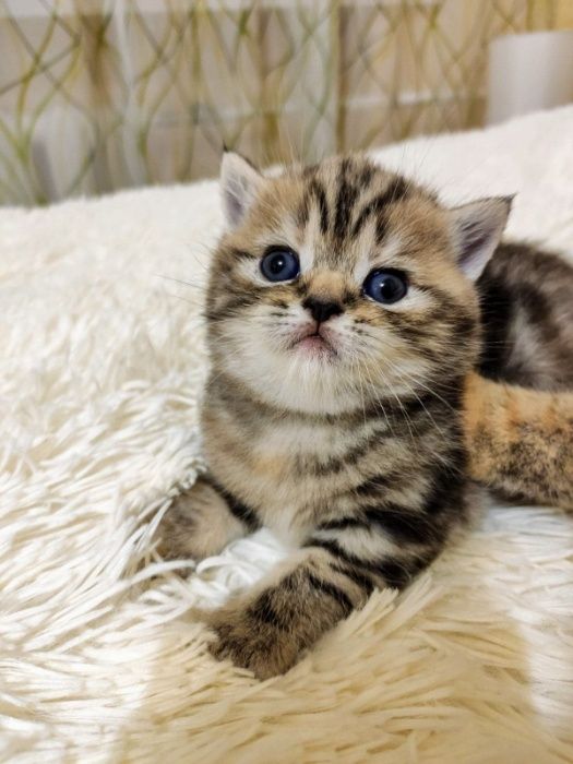 Вязка кота     .