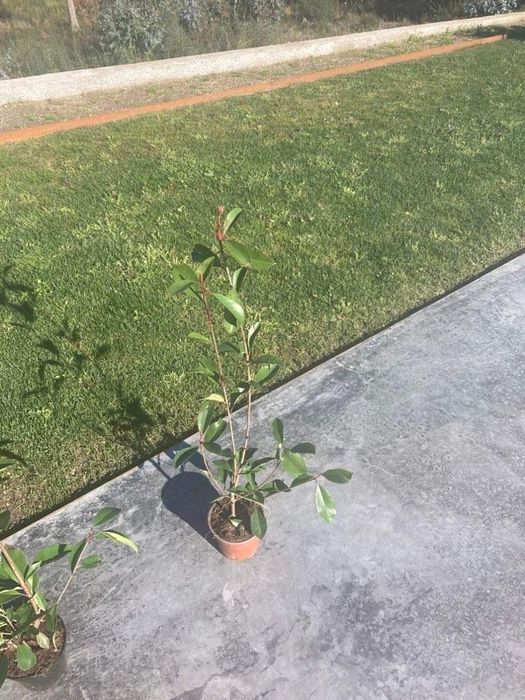 Photinias 50cm varios tamanhos