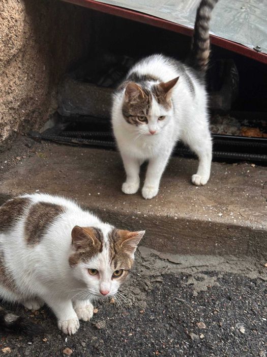 Отдам котят в хорошие руки