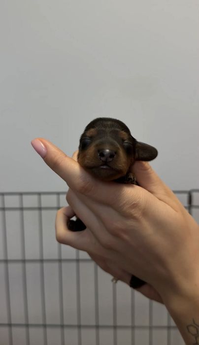 Jamnik długowłosy króliczy, prześliczna suczka po championie.