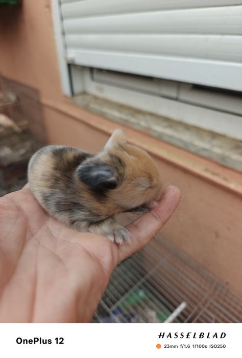 Coelhos anões MiniLoop orelhudos