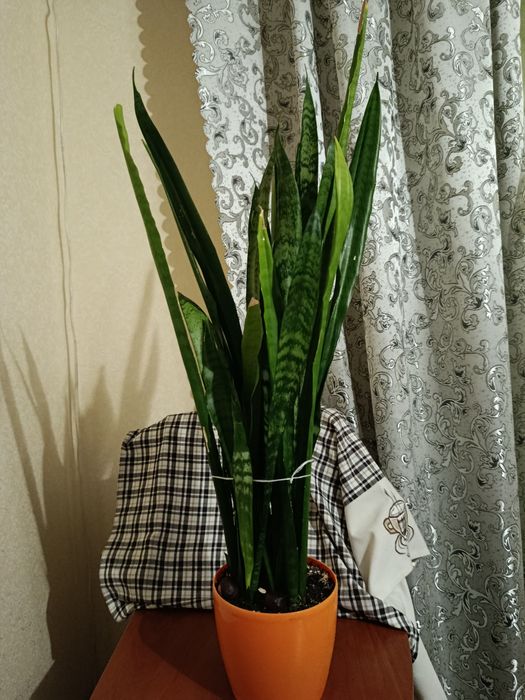 Кімнатні рослини