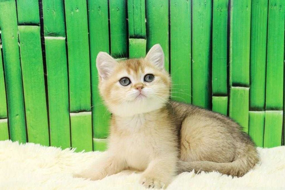 чудесный котик британчик
