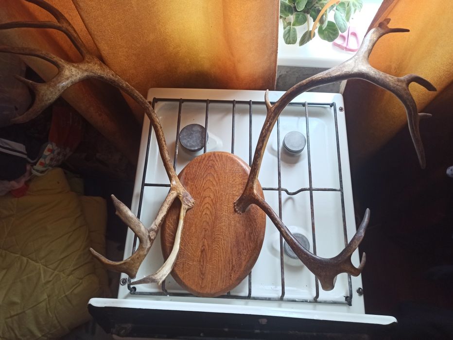 Продам настение рога!!!