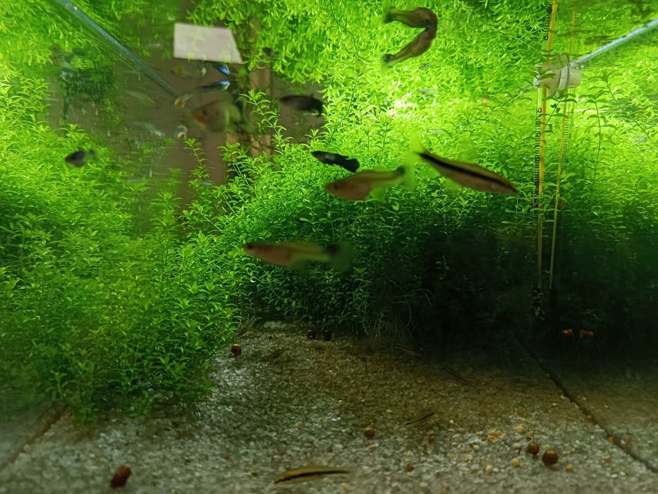 Простое аквариумное растение Хемиантус (микрантемум) микрантемоидес