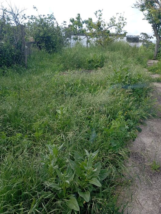 Limpeza de terrenos orçamentos grátis
