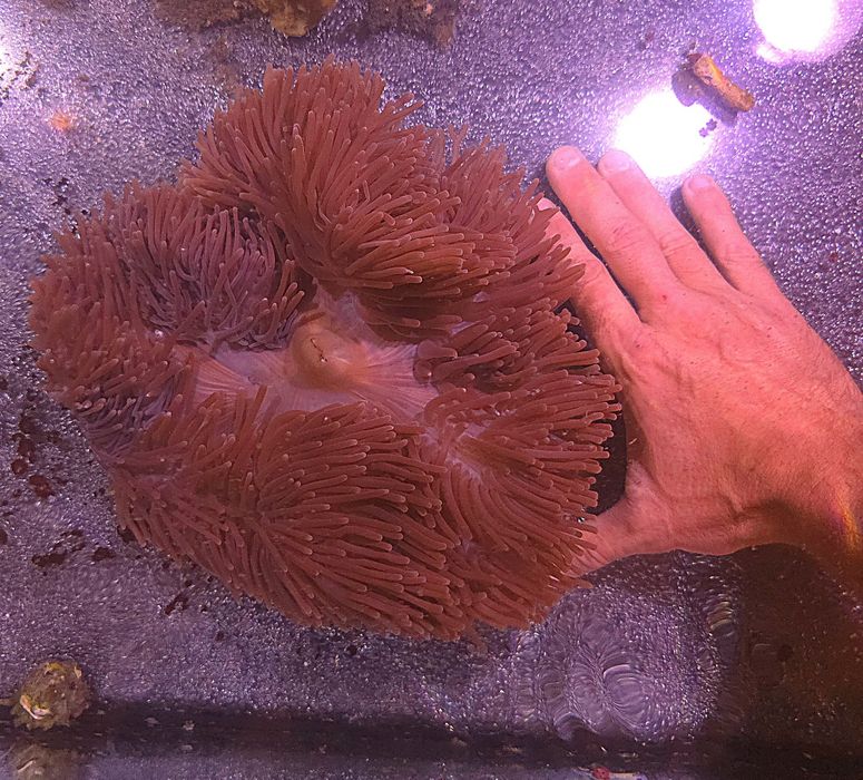 Ukwial ukwiał Wspaniały Ogromne Wiśniowe Ukwialg WYSYLKI FLUOLAMPS.PL