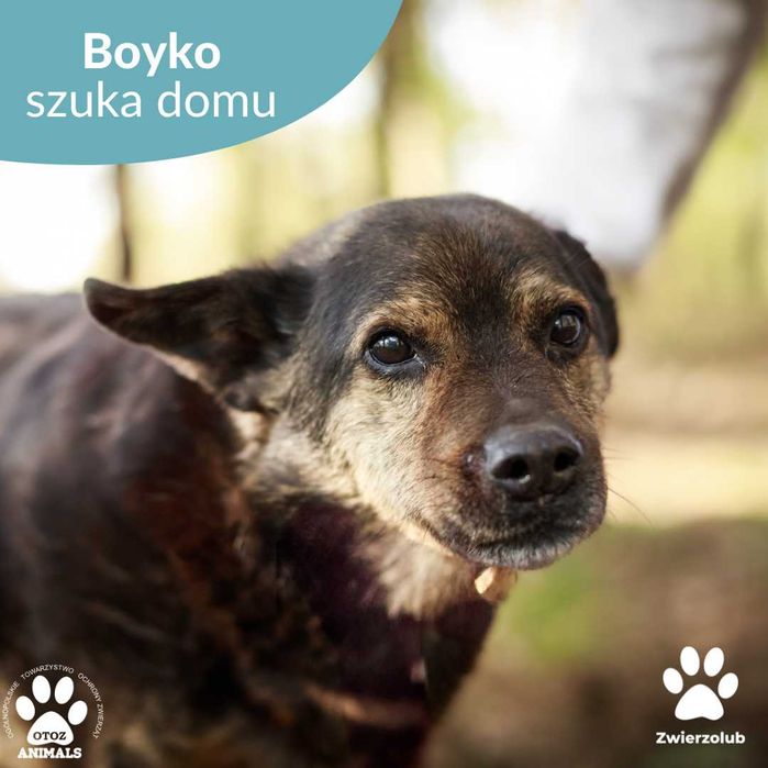 Spokojny Boyko poleca się do adopcji!