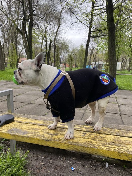 Одежда для собак