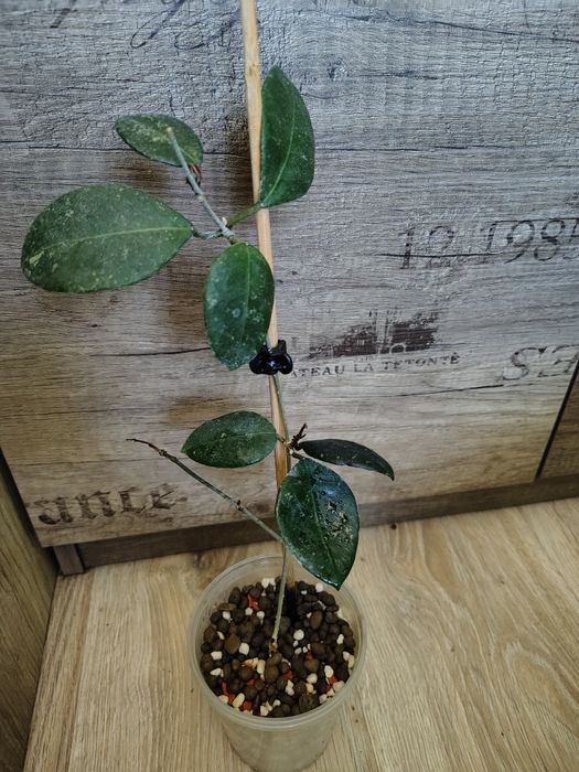 Hoya ovatifolia sadzonka