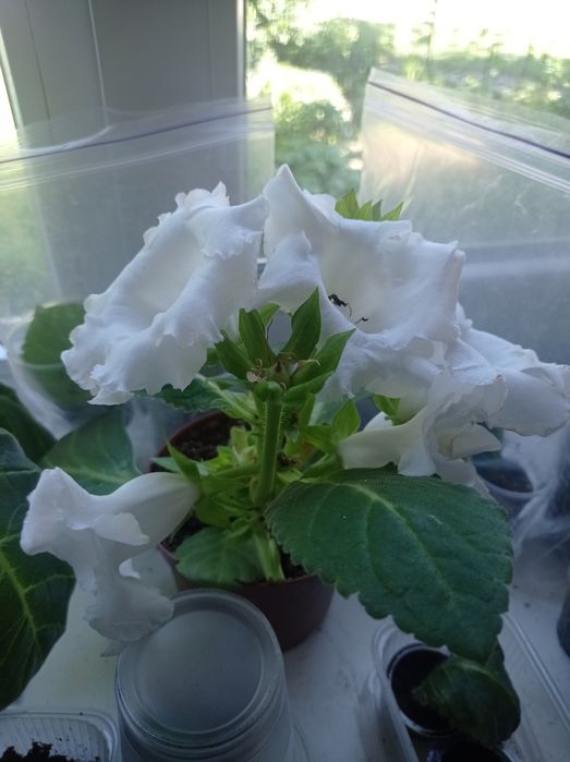 Детки синингии белой