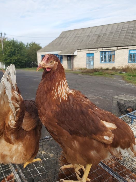 Ломан Браун німецька курочка 5,5 міс