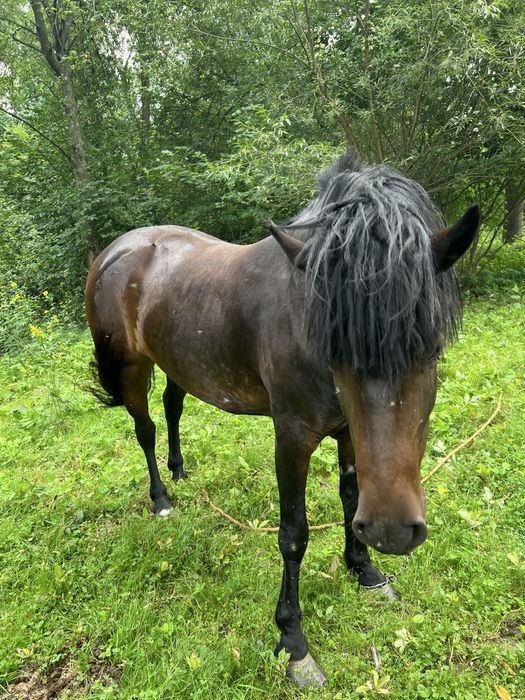 Продаю кобилу 5 років