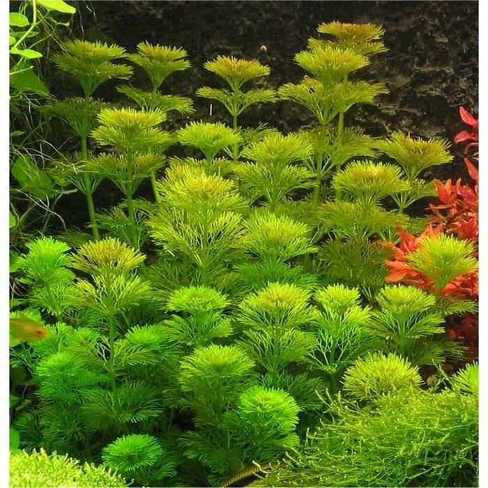 Guppies Endler machos, femeas e alevins recém-nascidos