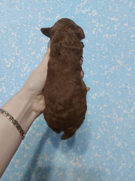 Тойчики від шикарної пари