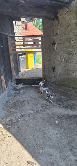 Sprzedam kurczaki  i kaczki