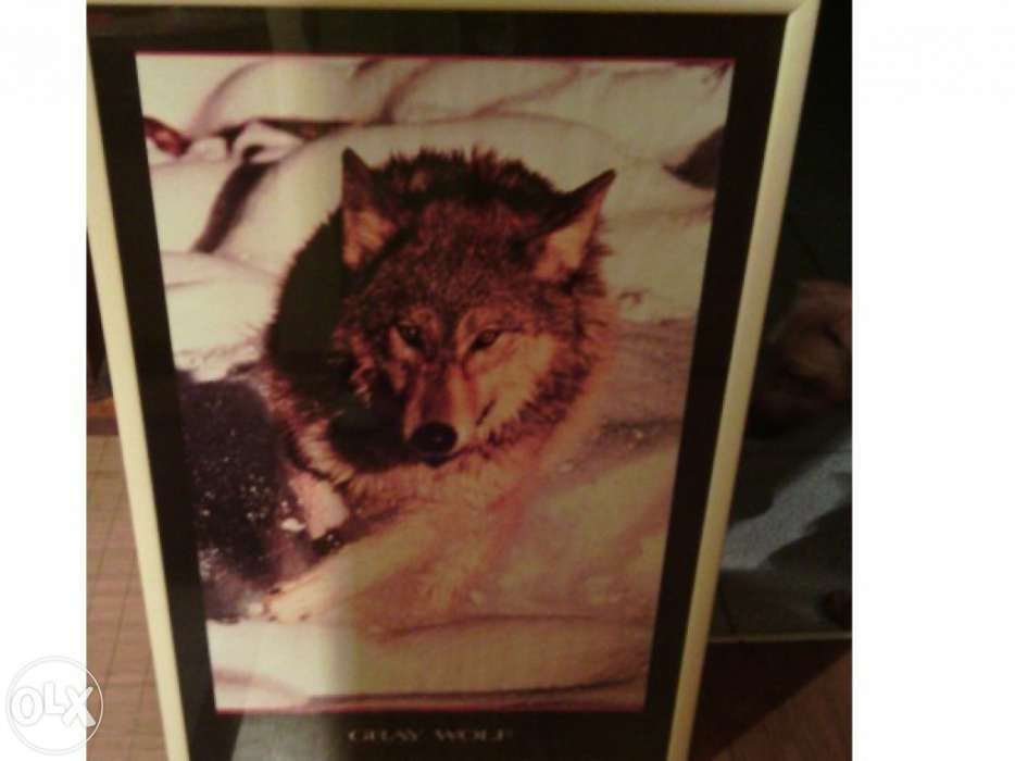 Quadro grande "Lobo"