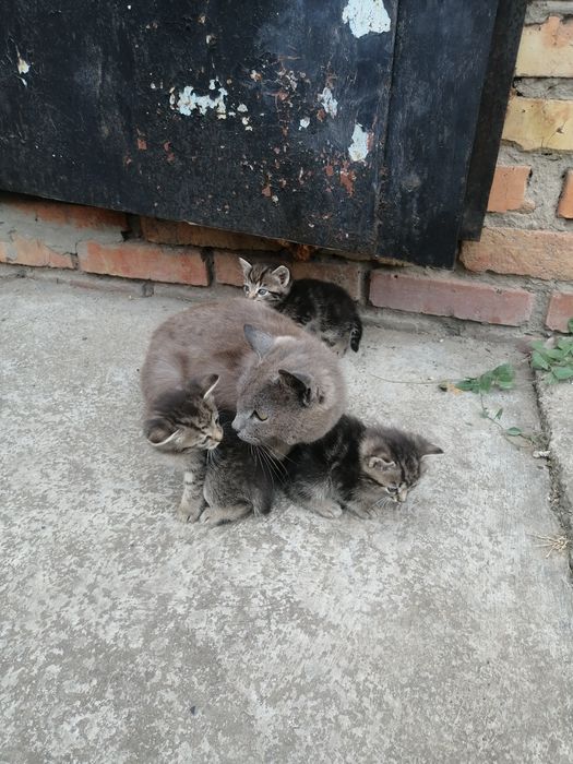 Віддам милих кошенят