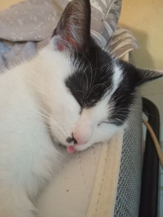 Котики шукають домівку