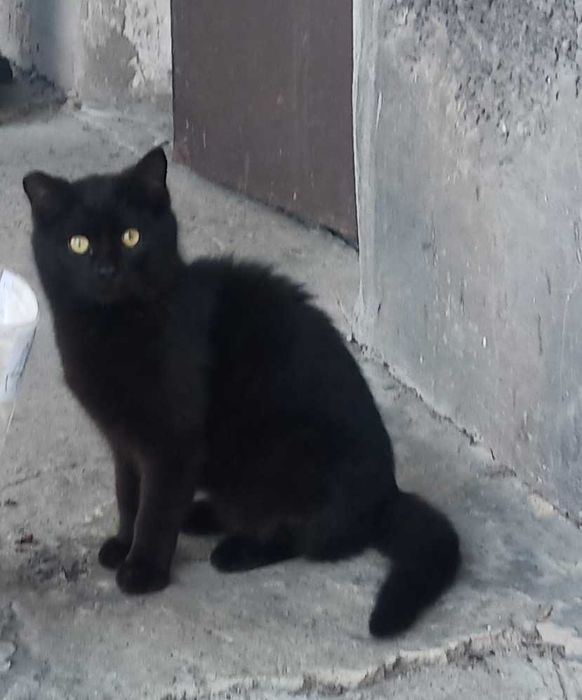Котик- підліток в добрі руки.