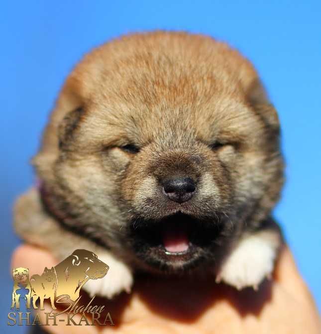 Гарні дівчата шиба/сіба-іну