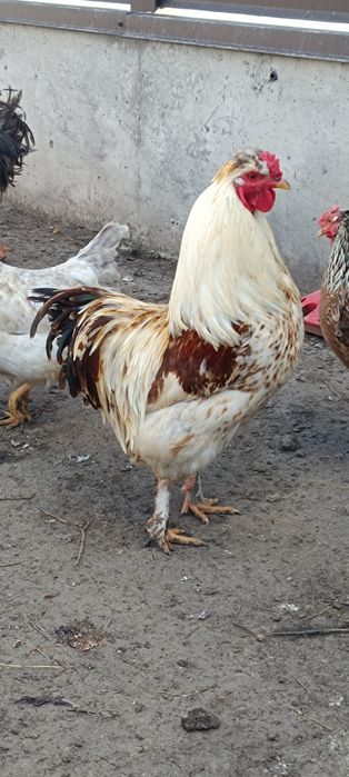 Продам чубаті півні