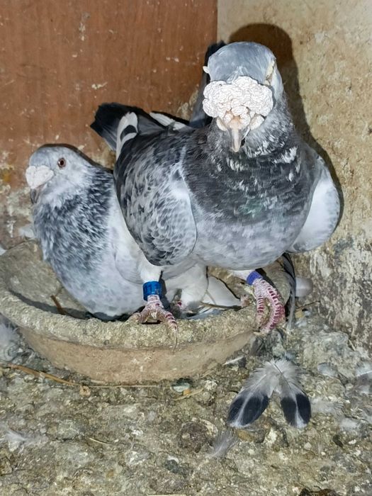 Sprzedam gołębie różnych ras