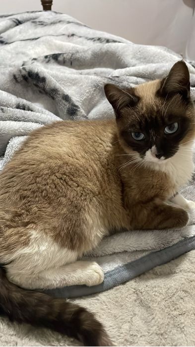 Doação responsável – Dois gatinhos machos muito mansinhos