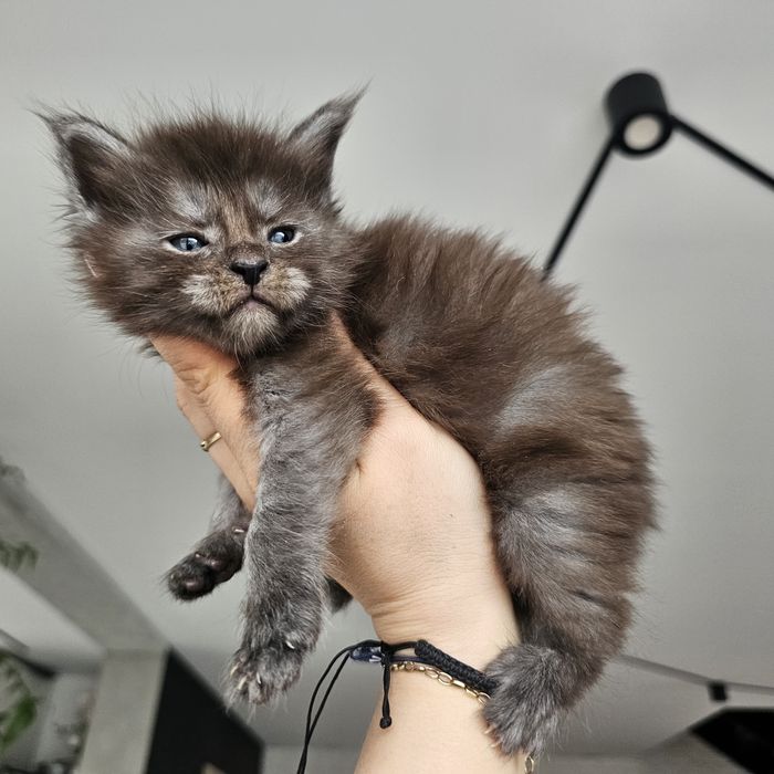 Koteczka Maine coon rodowód Fpl