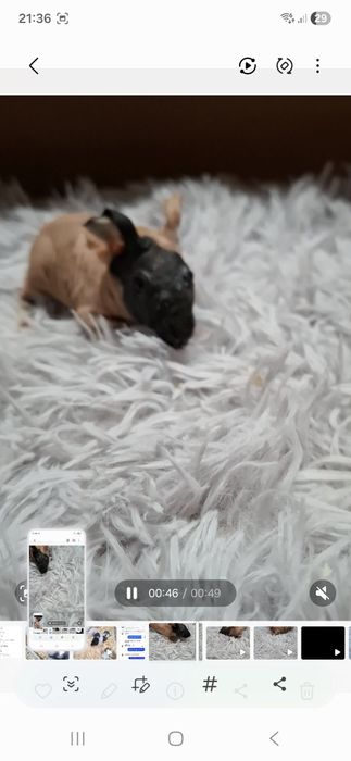 Coelhinho mini varios roedores